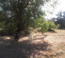 Arbres sur terrain