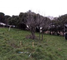 Répartition des tâches : moi je taille les arbres, mon père calcule le niveau des piquets préalablement posés.