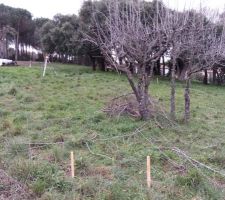 R&eacute;partition des t&acirc;ches : moi je taille les arbres, mon p&egrave;re calcule le niveau des piquets pr&eacute;alablement pos&eacute;s, gr&acirc;ce au niveau laser.