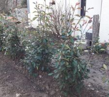 Photinia