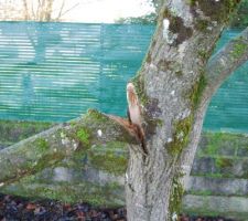 Seul petit bémol depuis le début. La branche du noyer n'a pas résisté aux engins du terrassement ...