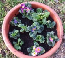 1eres couleurs printanières du jardin...