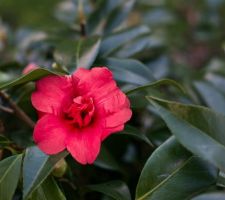 Camelia