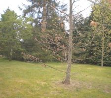 L'avant du terrain, derri&egrave;re les arbres, la rue