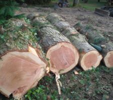 Le sapin de 20 m est tomb&eacute;