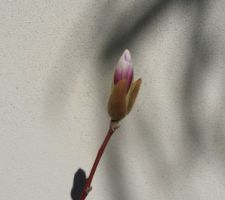 Magnolia soulangeana : promesse de floraison.