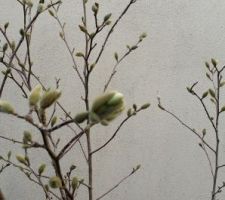 Magnolia stelata : promesse de floraison.