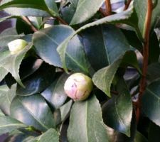 Camélia : promesse de floraison.