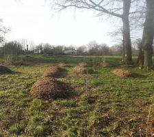 Les butes du potager