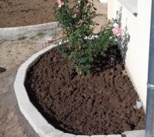 Remplacement bordure autour du rosier