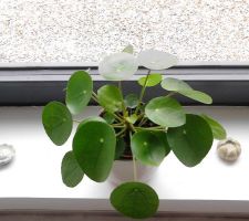 Chinese money plant = Pilea peperomiodes