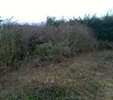 Encore un peu de branchages &agrave; d&eacute;barasser