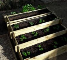 Nous avons opté pour une jardiniere en escalier 
Fraisiers, ciboulette, thym, romarin, sauge, persil frise et plat ont été plantes.
On a gardé un étage pour les tomates ceriseS