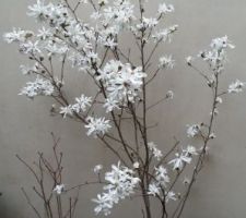 Magnolia Stelatta en complète floraison.