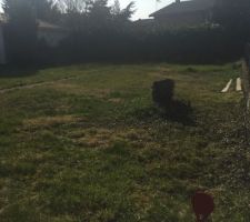 Nous avons coupé le gros pommier pour permettre l'accès + quelques arbres 
Et le bornage a été fait.