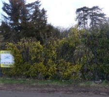 Acc&egrave;s &agrave; la parcelle depuis la rue : cl&ocirc;ture &agrave; abattre et haie de lauriers &agrave; couper.