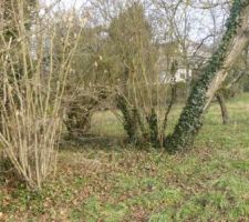 Au bout du chemin d'acc&egrave;s, vue vers l'Est : v&eacute;g&eacute;tation et arbres &agrave; abattre.