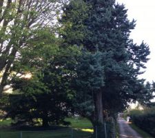 Vue du parc de l'ancienne maison avant cr&eacute;ation du lotissement