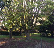 Vue du parc de l'ancienne maison avant cr&eacute;ation du lotissement