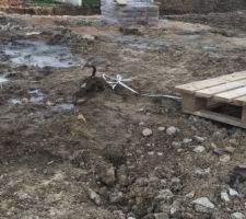 Etat de notre terrain suite au passage du constructeur du voisin