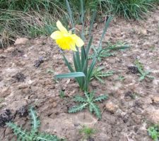 Les 1er jonquilles du jardin