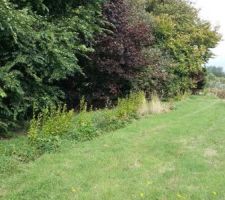 Au nord, grands arbres &agrave; feuillage caduc