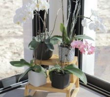 Les fleurs ont survécues au déménagement!