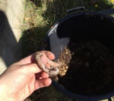 Préparation à la mise en pot d'un olivier qui était déjà sur le terrain lors de l'achat.
Il était sur le traçage de la maison. Nous voulions donc le conserver et le replanter ultérieurement.
Bonus : Vers de terre que l'on a retrouvé :-)