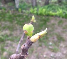 On dirait bien que je vais avoir des figues cette année