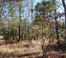 1 mois avant d&eacute;boisement