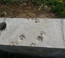 Les traces de pattes de chat dans le béton...