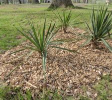 Paillage de copeaux de châtaigniers  autour de mes Yuccas ( bébés donnés par ma voisine )