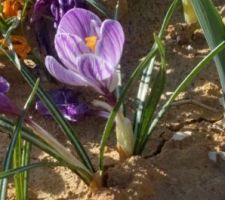 Les crocus sont en pleines floraisons ^^