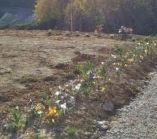 Les crocus sont en pleines floraisons ^^ et les tulipes arrivent