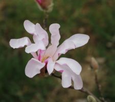 Magnolia Loebneri Leonard Messel