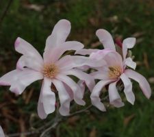 Magnolia Loebneri Leonard Messel