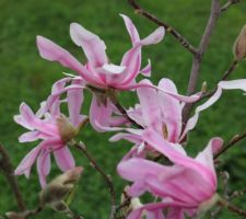 Magnolia Loebneri Leonard Messel