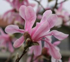 Magnolia Loebneri Leonard Messel