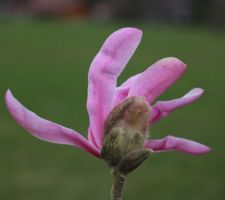 Magnolia Loebneri Leonard Messel