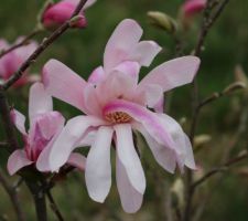 Magnolia Loebneri Leonard Messel