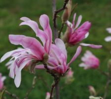 Magnolia Loebneri Leonard Messel