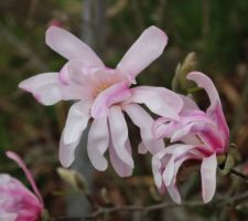 Magnolia Loebneri Leonard Messel