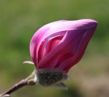 Magnolia Loebneri Leonard Messel