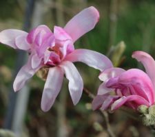 Magnolia Loebneri Leonard Messel