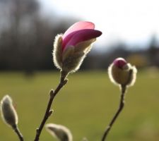 Magnolia Loebneri Leonard Messel