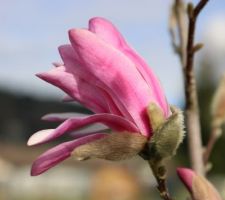 Magnolia Loebneri Leonard Messel