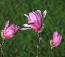 Magnolia Loebneri Leonard Messel