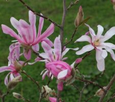 Magnolia Loebneri Leonard Messel