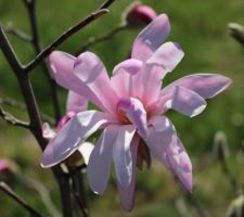 Magnolia Loebneri Leonard Messel