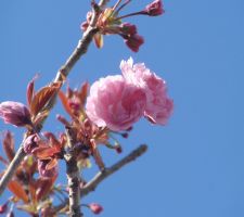 Fleurs Prunus Serrulata Kanzan